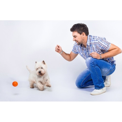 LIKER5 愛犬を虜にする魔法のボール