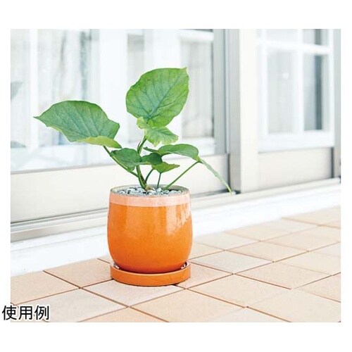 蟻イヤイヤテープ 20073