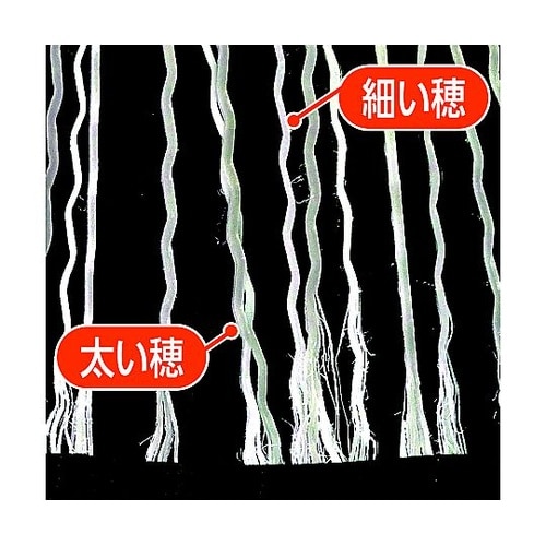 化繊ほうき 柔穂短柄 BR454