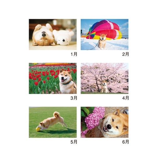 柴犬まるとおさんぽ(壁掛け) NK35