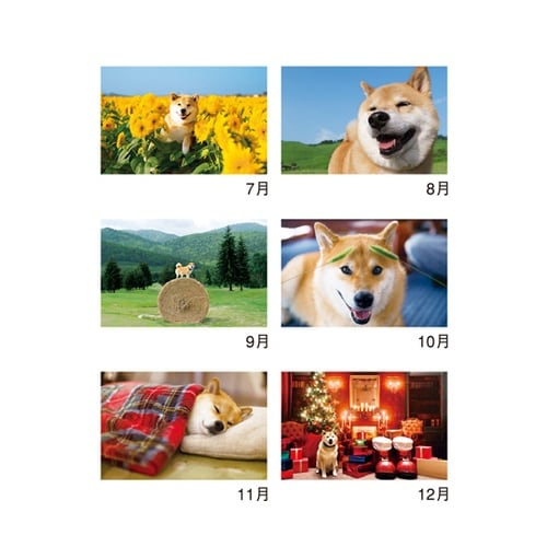 柴犬まるとおさんぽ(壁掛け) NK35