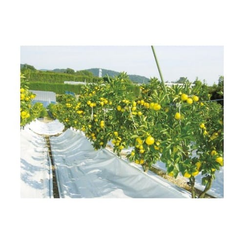 ターピー スノーテックスクロス(果樹反射