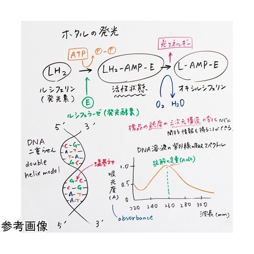 ホワイトボードマーカー ノックル ボード