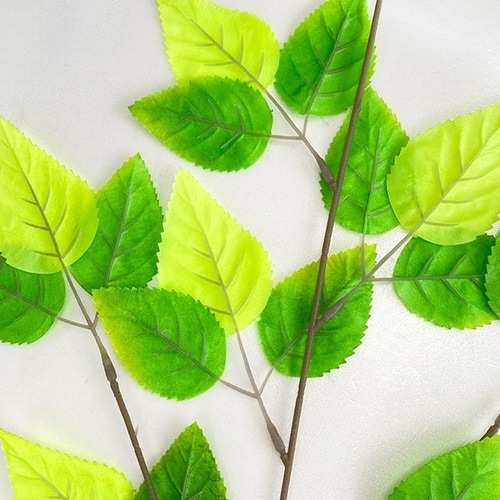 若葉スプレー 10本入