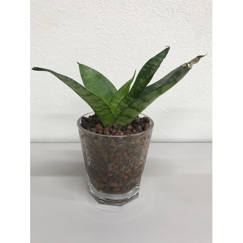 クラフト ハイドロボール 1L