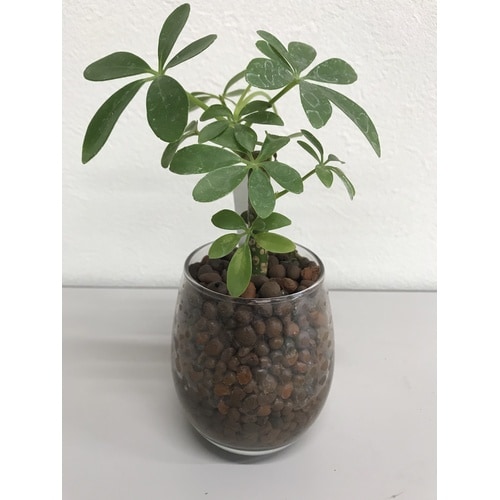 クラフト ハイドロボール 1L