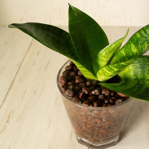 クラフト ハイドロボール 1L