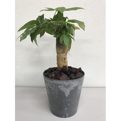 クラフト バークチップ M 2L