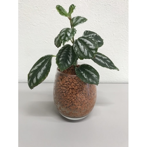 クラフト ハイドロフレーク(セラミス) 0.5L