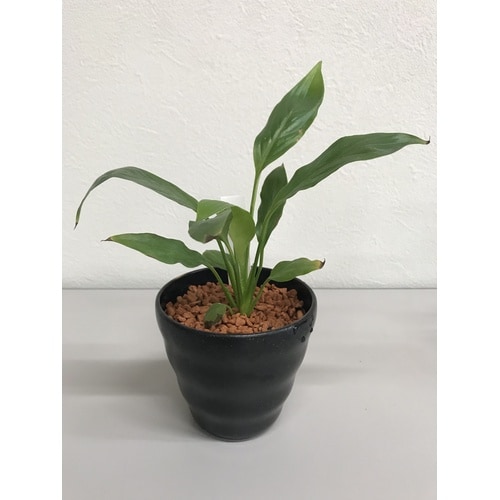 クラフト ハイドロフレーク(セラミス) 0.5L