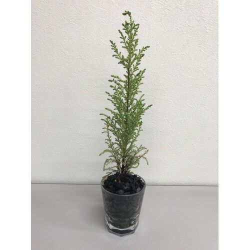 クラフト 竹炭 1L