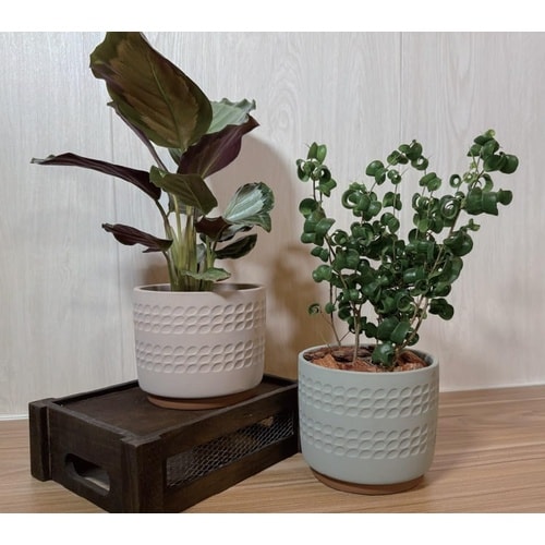 ディンプルポット