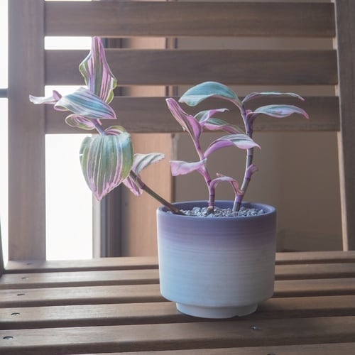 グラデーションポット