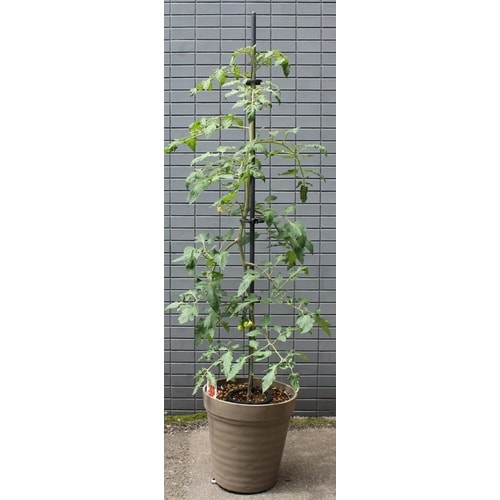 フリップサポート φ11mm×1200