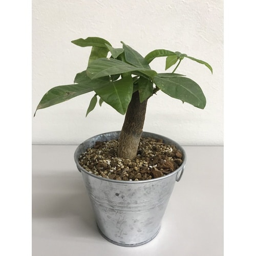 クラフト 虫が寄り付きにくい観葉植物の土 1L