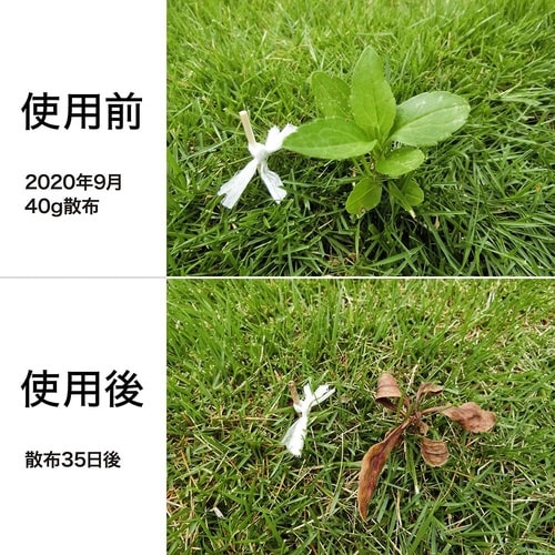 農薬 シバキープ3粒剤 3Kg