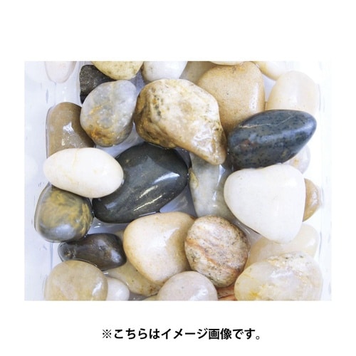 きんぎょめだかの河石