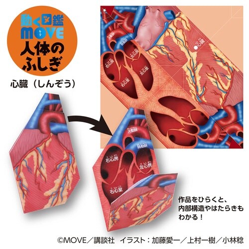 MOVE人体のふしぎおりがみ×10