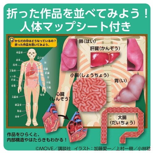 MOVE人体のふしぎおりがみ×10