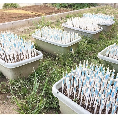 サスティー シングルパック S ブラック C−00