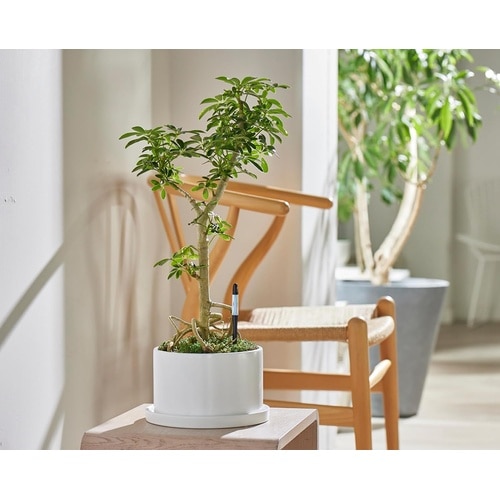 サスティー シングルパック M ブラック C−00