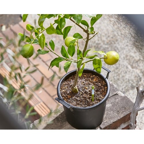 サスティー シングルパック M ブラック C−00