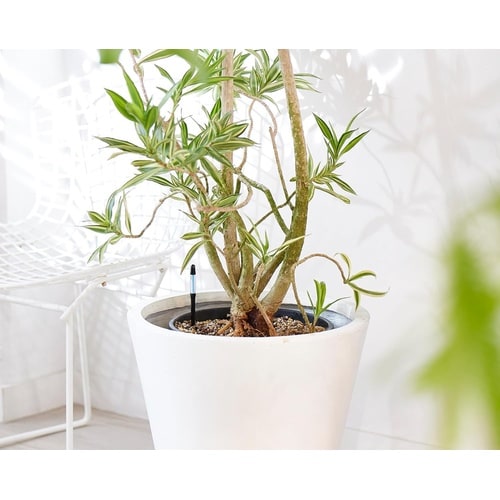 サスティー シングルパック L ブラック C−00