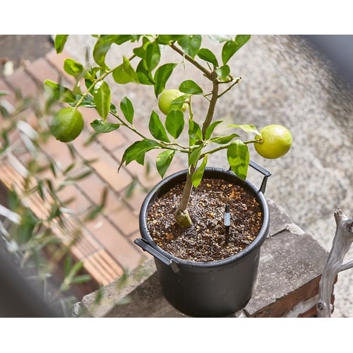 サスティー シングルパック L ブラック C−00