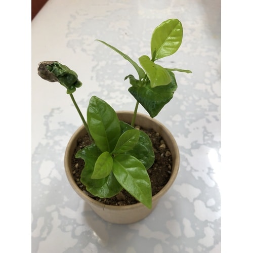 コーヒーの木 栽培セット カップ、タネ、土、説明書