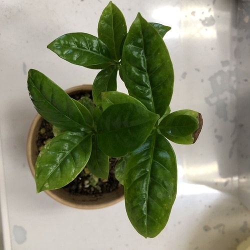 コーヒーの木 栽培セット カップ、タネ、土、説明書