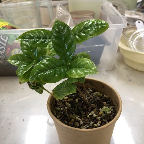 コーヒーの木 栽培セット カップ、タネ、土、説明書