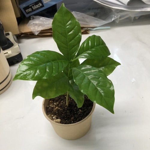 コーヒーの木 栽培セット カップ、タネ、土、説明書