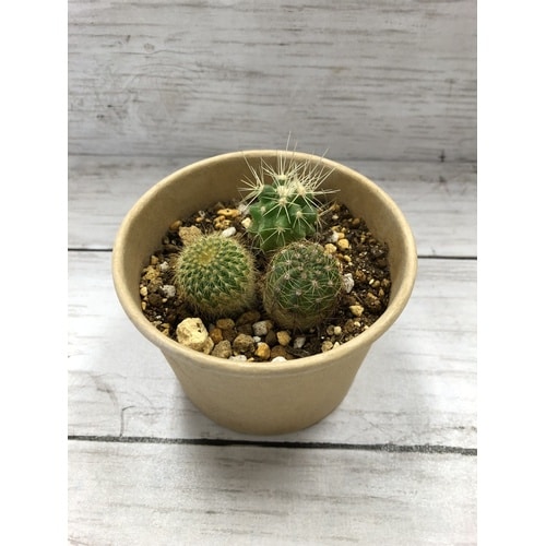 サボテン 栽培キット カップ、タネ、土、説明書付き