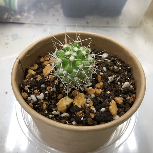 サボテン 栽培キット カップ、タネ、土、説明書付き