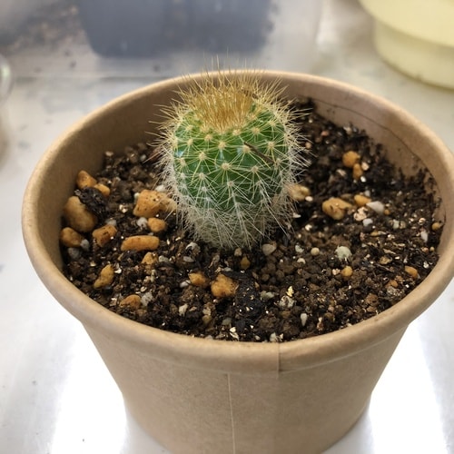 サボテン 栽培キット カップ、タネ、土、説明書付き