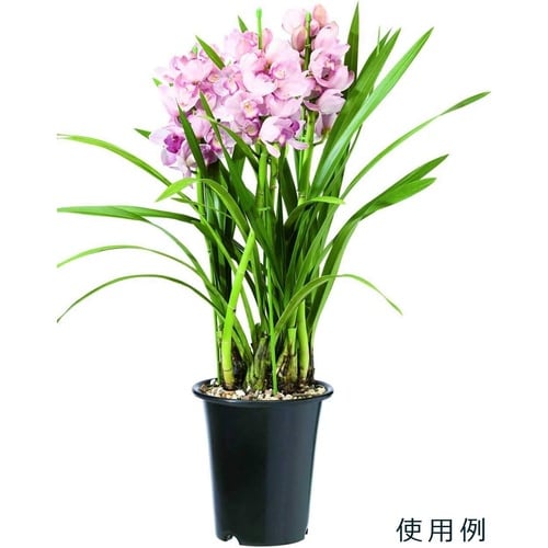 洋ラン鉢 7号 ブルー