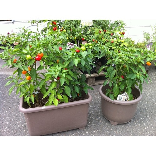 eco&ecoウインプランター 丸32型 エコブラ