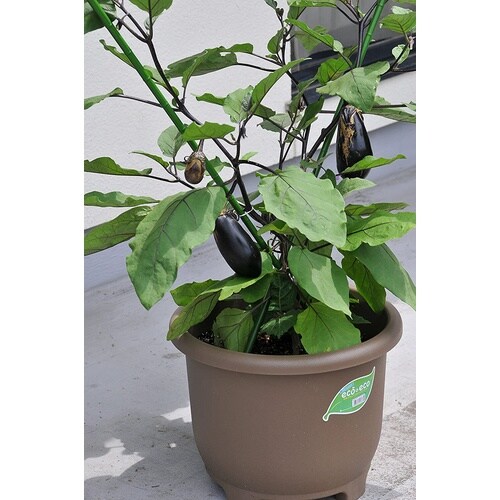 eco&ecoウインプランター 丸32型 エコブラ