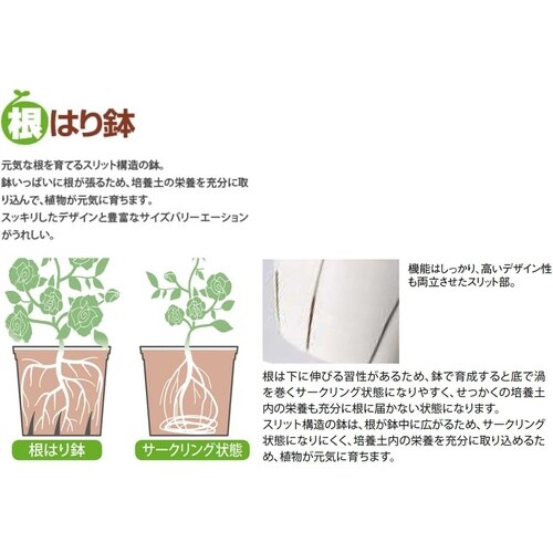 根はり鉢 4号 ダークグリーン