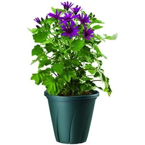 根はり鉢 5号 ダークグリーン