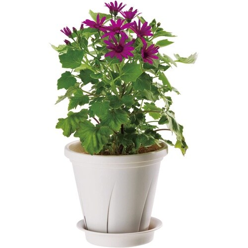 根はり鉢 6号 ホワイト