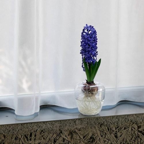 VASE シングル CL