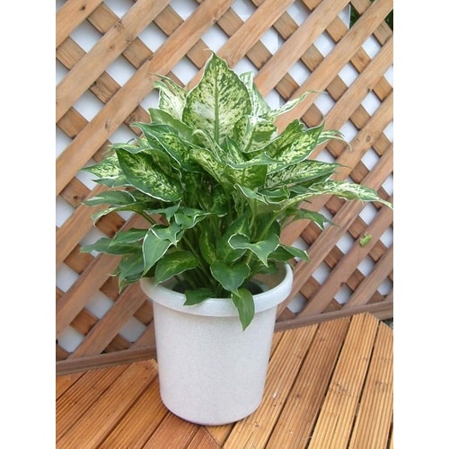 長鉢F型 8号 ホワイト