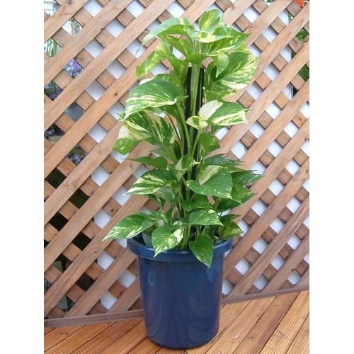 長鉢F型 8号 ブルー