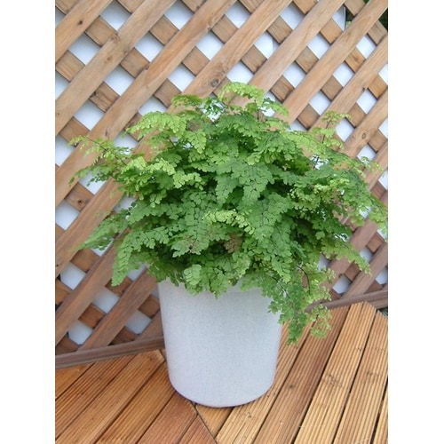 長鉢F型 10号 ホワイト