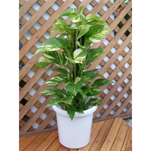 長鉢F型 12号 ホワイト