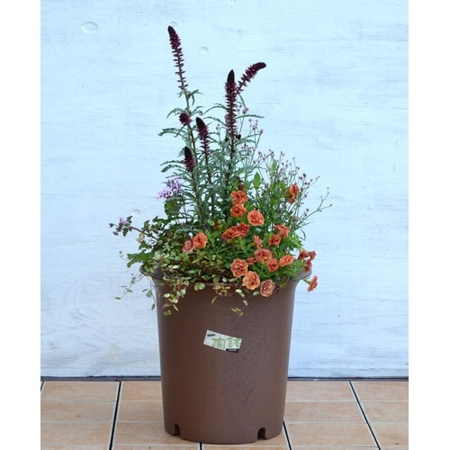 陶鉢 深型 8号 エビチャ