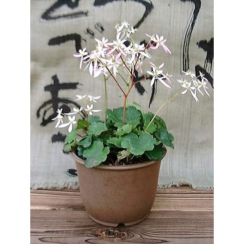 陶鉢 輪型 10号 キンチャ