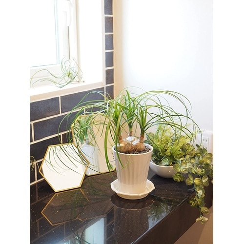 グロスポット 6号 ホワイト