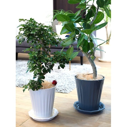 グロスポット 6号 ホワイト